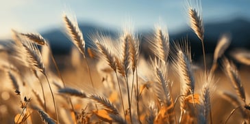 wheat plants in a field