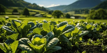 a close up of a field of green plants