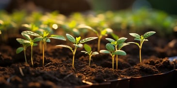 a close up of a plant