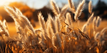 a close up of wheat