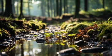 a small green plants growing in a stream