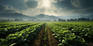 a field of green plants