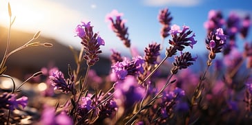 a close up of purple flowers