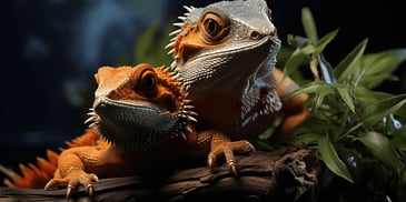 Bearded dragon lizards