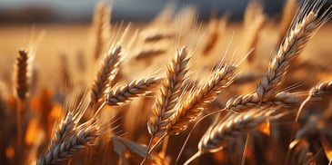 a close up of wheat